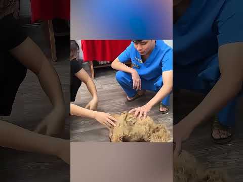 1. 🐶😭 *وجدت كلبها الضائع بعد سنوات... لكنها لم تتعرف عليه من شدة حالته! 💔*