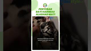 Setelah Dikecam seusai Bayi Harimaunya Mati, Alshad Ahmad Beberkan Penyebab Cenora Renggang Nyawa