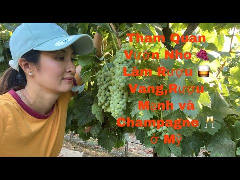 , title : 'THAM QUAN VƯỜN NHO LÀM RƯỢU VANG, RƯỢU MẠNH VÀ CHAMPAGNE Ở MỸ'