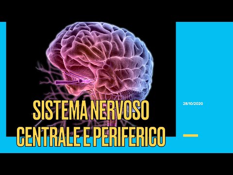 Psicologia Generale LM - LICUS - Lezione IV (28 ottobre 2020) -Sistema nervoso centrale e periferico
