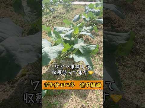 キョウチクトウに最適なマルチは何ですか?成長に最適なヒント  庭園