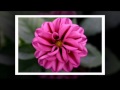 Balam Kesariya - Kavita Krishnamurty, Udit Narayan Balam Kesariya - Kavita Krishnamurty, Udit Narayan