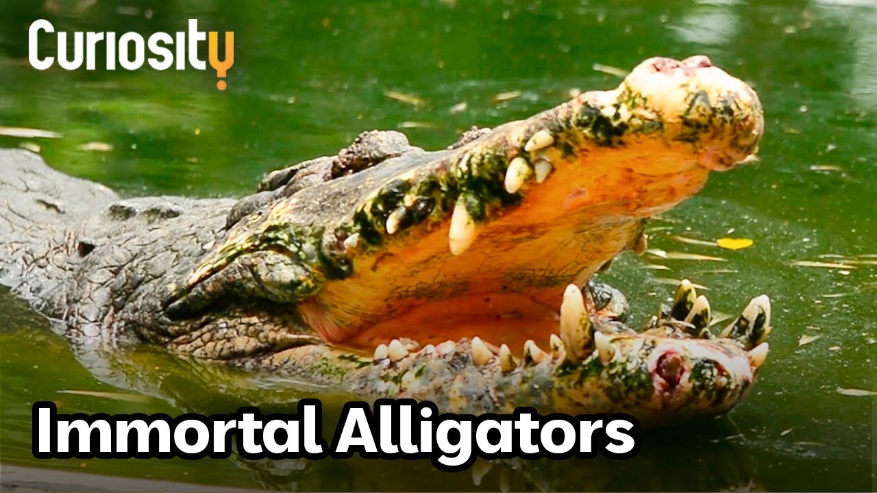 The Science Behind The Longevity Of Alligators | Breakthrough