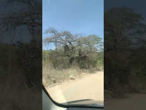 PASSANDO PELA SÍTIO LAGE PRETA MUNICÍPIO DE MATA GRANDE AL INDO PARA O CURRAL DE FORA