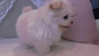 ハーフ犬の動画01