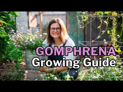 GOMPHRENA (Globe Amaranth): Vibrant, Heat-Loving Blooms All Summer Long