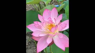 SRK photography nature natural song Flower video new status video WhatsApp video like subscribe