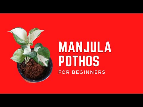 || MANJULA POTHOS ||