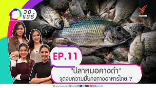 วงแชร์ EP.11 "ปลาหมอคางดำ" จุดจบความมั่นคงทางอาหารไทย ? | 9 ก.ย. 69