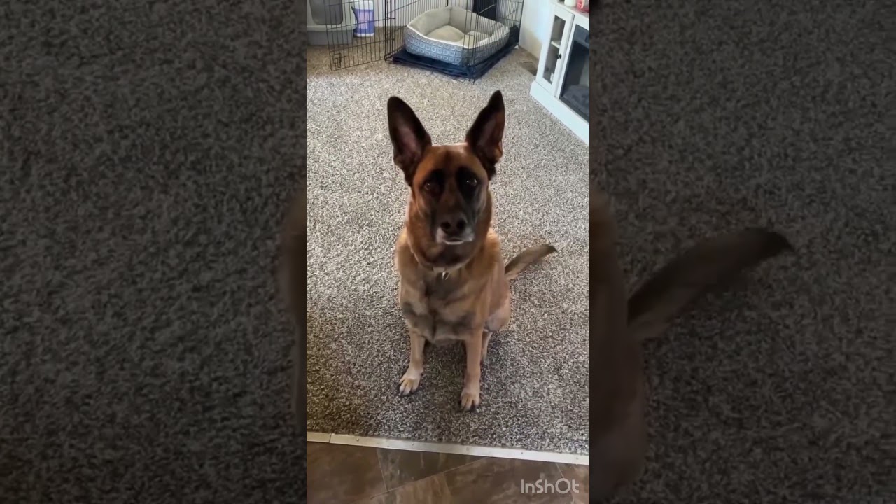 Enlarge Baylee (CAT FRIENDLY), a Adopted mixed breed in Greeneville, TN video 6/6