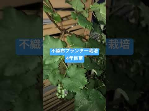 3年後に豊かなブドウの収穫をいつ植えるか