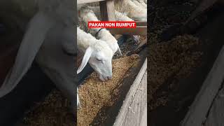 Download lagu DOMBA PAKAN KERING #shorts #ternakdomba #ternakkambing mp3