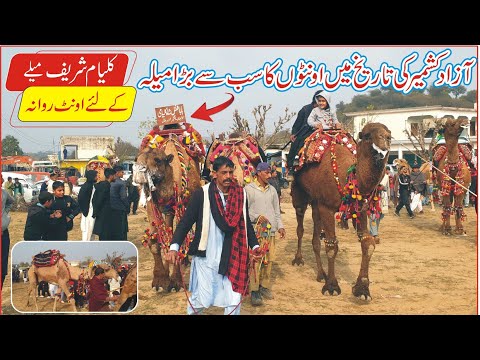 Kalyam sharif Mela 2026 | Camel Ready for Kalyam sharif Mela | Surakhi to Kalyam Sharif by Road 2026