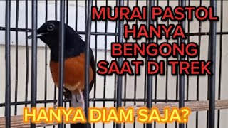 Download lagu MURAI PASTOL HANYA DIAM SAAT DI TREK,BEGINI CARANYA AGAR CEPAT RESPON mp3 Download lagu MURAI PASTOL HANYA DIAM SAAT DI TREK,BEGINI CARANYA AGAR CEPAT RESPON mp3