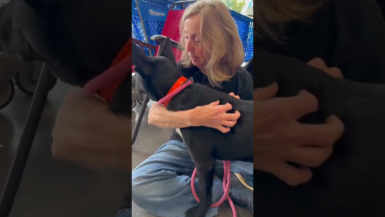 Enlarge Sunny (9mo), a Adoptable mixed breed in Sewaren, NJ video 6/6