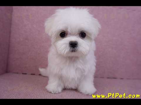 11/20茶杯型馬爾濟斯母幼犬(新北新莊)