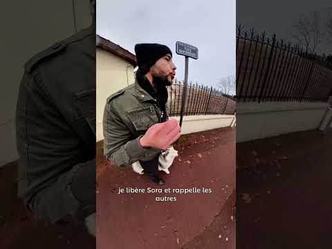 Une situation complexe 🤔 #chien #educationcanine #husky #huskylife #shetland #chiot #chiens