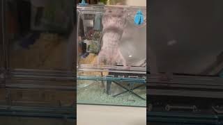ハムスターの懸垂 #ハムスター #ハムスターのいる生活 #ゴールデンハムスター #pets  #hamsters  #goldenhamstershortvideo #goldenhamster