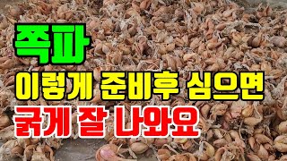쪽파 심는시기 이렇게 준비해서 심으면 고르게 굵은쪽파 수확해요