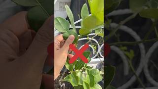 Download lagu Cara Memanen Daun Jeruk Purut yang Benar mp3