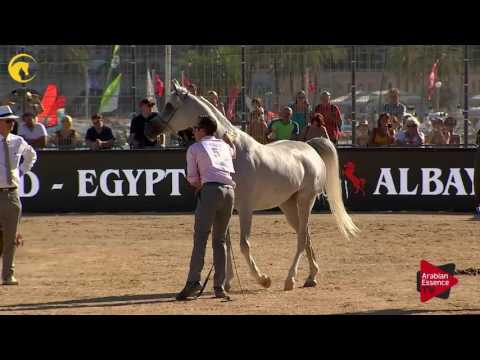 N.58 GALERIDA - MENTON 2017 - Mares 4 to 6 years old (Class 4)