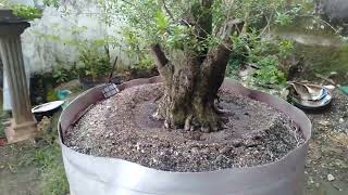 Download lagu BONSAI SANTIGI MILIK MAS ANGGA Menginspirasi pak ROBERT STEVEN mp3 Download lagu BONSAI SANTIGI MILIK MAS ANGGA Menginspirasi pak ROBERT STEVEN mp3