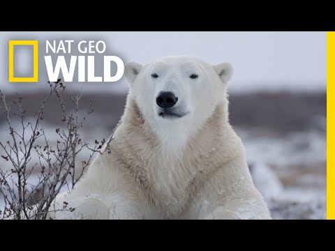 Polar Bears 101 | Nat Geo Wild