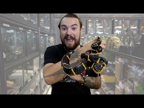 Mangrove Snake -Captive care and Venom