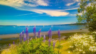 One Summer Day in Discovery Park, Seattle | Nature Sounds ASMR (4K HDR)