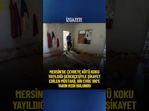 Mersin'de kötü koku yaydığı ihbarı yapılan ikametten yaklaşık 100 kedi çıktı #kedi #mersin