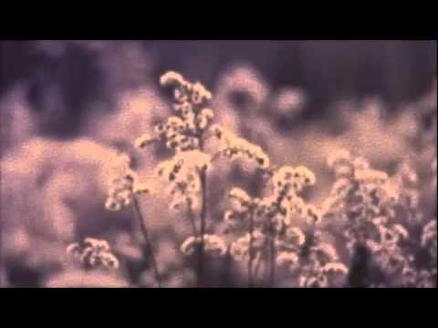 Flowers Up video