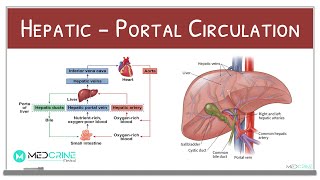 Hepatic-Portal Circulation Physiology Explained