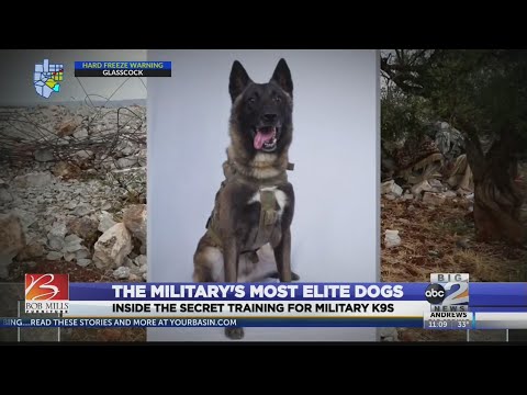 The military's most elite dogs