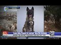 The Military S Most Elite Dogs