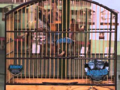 Coleiro Android do Rildo de Astolfo Dutra cantando em Leopoldina 06/12/2015