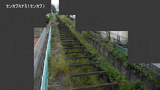 仙川花見映像監視局