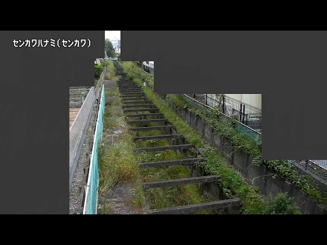 仙川花見映像監視局