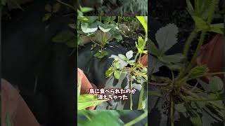 庭に畑を作ってみた【その55】#shorts
