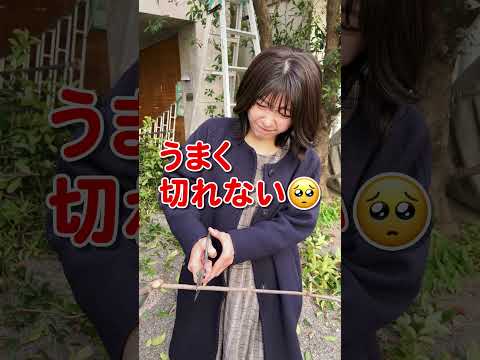 冬に剪定する植物はどれ？ 1月と2月に剪定を好む種  庭園