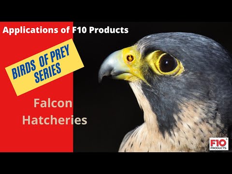 Birds of Prey series:  F10 Products applications in Falcon Hatcheries