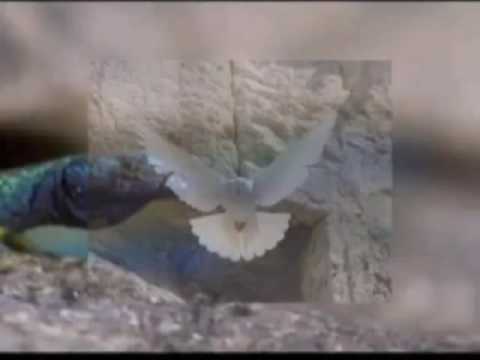 ושמרו - יוסי הופמן בדואט עם עדי רן