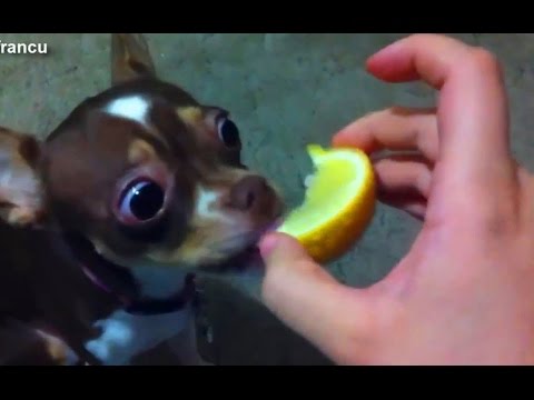 Većina Smiješne Psi Reagiraju Na Limun Kompilaciju 2015 - Psi 2015 - 720P