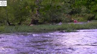 preview picture of video 'Playboater And Dog At Ramseur NC'