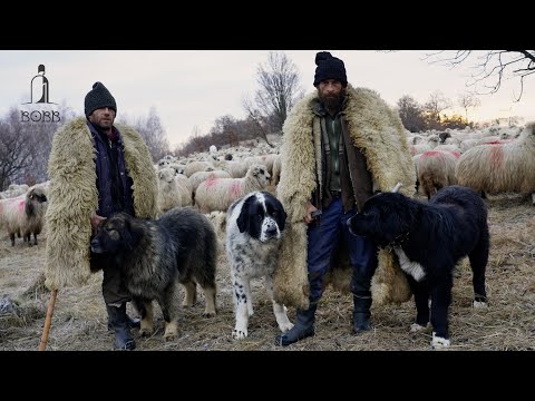 Transhumanța de iarnă cu Marinel Ciobanasu' | Care sunt CÂINII care au prins LUPUL între oi? Ep.5