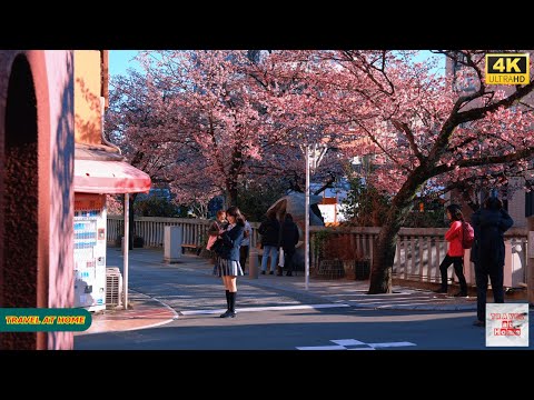 4K HDR Japan travel 2026 | Walking Among Tokyo’s Earliest Cherry Blossoms in Atami（熱海）| Japan Spring