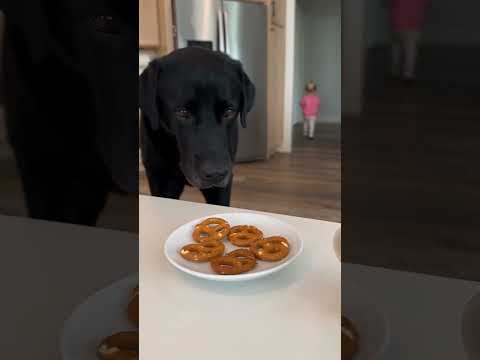 Toddler Catches Her Dog Eating Her Pretzel 🤣 #ToddlerAndDog #LabradorRetriever #FunnyDog #Shorts