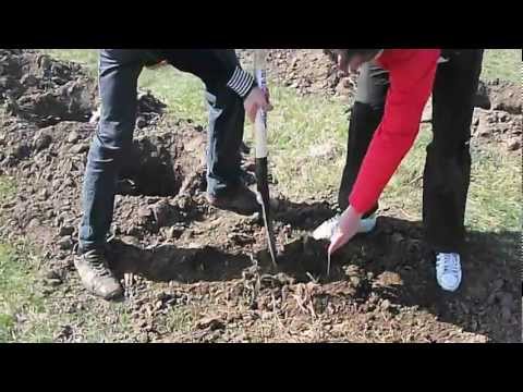 Livezile Timis Plantari 2012-4