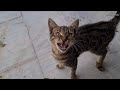 Cute Tabby Cat Who Wants To Say She Is Hungry By Meowing