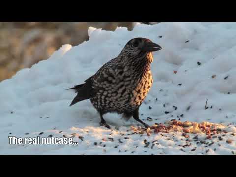 Everyone's a Fruit and Nutcase