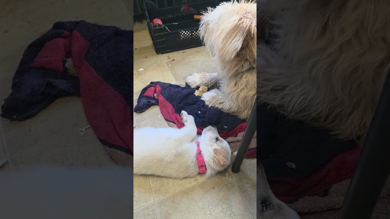 Enlarge Ella, a Adopted mixed breed in Saint Paul, MN video 5/6